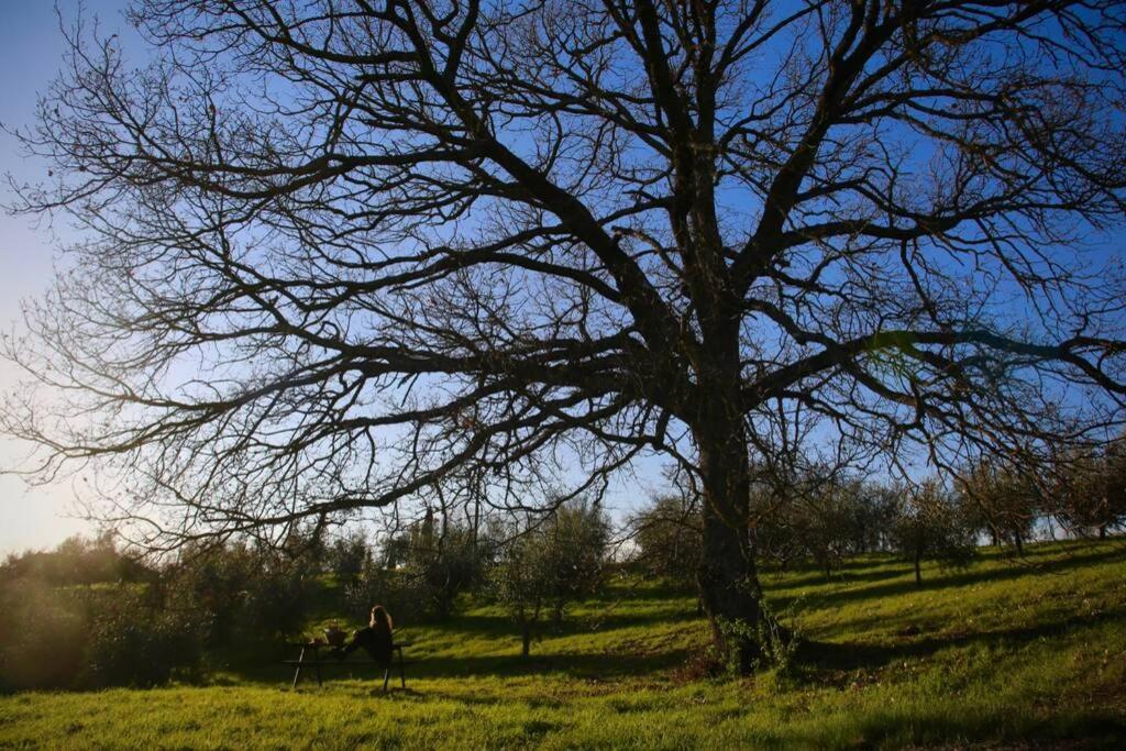 La Casina Della Quercia, Your Tuscan Oak Tree House Osteria Delle Noci エクステリア 写真